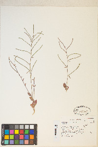 Eremothera chamaenerioides image