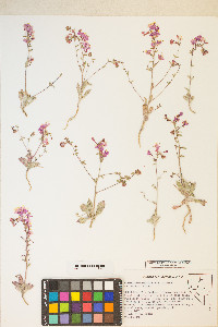 Eremothera boothii image