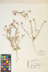 Eremothera boothii image