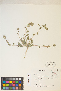 Eremothera boothii image