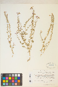 Eremothera boothii image