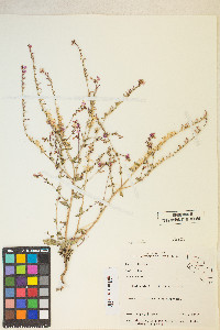 Eremothera boothii image