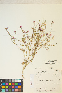 Eremothera boothii image