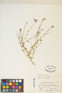 Eremothera boothii image