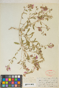 Eremothera boothii image