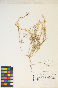 Eremothera boothii var. alyssoides image