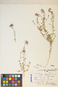 Eremothera boothii image