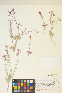 Eremothera boothii image