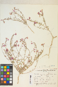 Eremothera boothii image