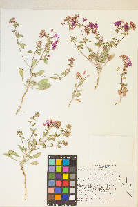 Eremothera boothii image