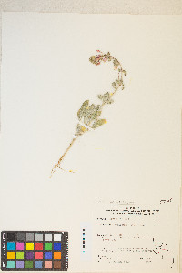 Eremothera boothii image