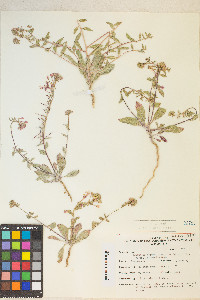 Eremothera boothii image