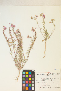 Eremothera boothii image