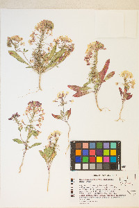 Eremothera boothii var. condensata image