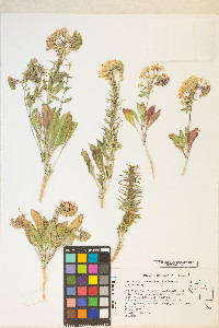 Eremothera boothii var. condensata image