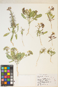 Eremothera boothii image