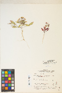 Eremothera boothii image