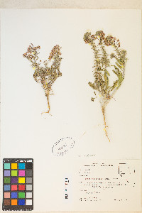 Eremothera boothii var. condensata image