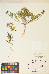 Eremothera boothii image