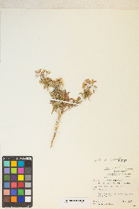 Eremothera boothii var. condensata image