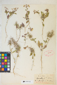 Eremothera boothii image