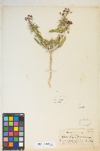 Eremothera boothii var. condensata image