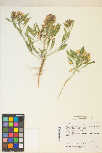 Eremothera boothii image