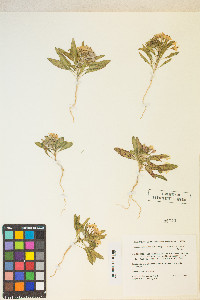 Eremothera boothii var. condensata image