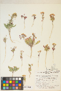 Eremothera boothii var. condensata image