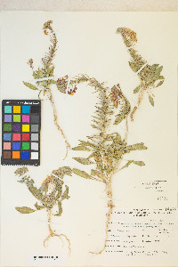 Eremothera boothii var. condensata image