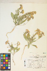 Eremothera boothii image