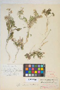 Eremothera boothii var. condensata image