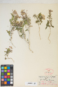 Eremothera boothii var. condensata image