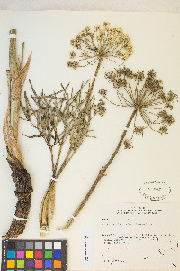 Angelica lineariloba image