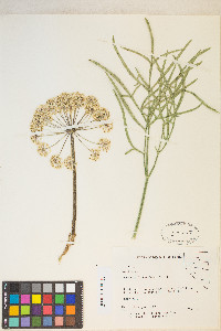 Angelica lineariloba image