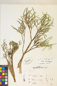 Angelica lineariloba image