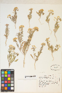 Eremothera boothii image