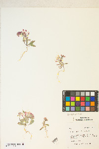 Eremothera boothii image