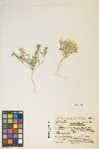 Eremothera boothii image