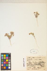 Eremothera boothii var. alyssoides image