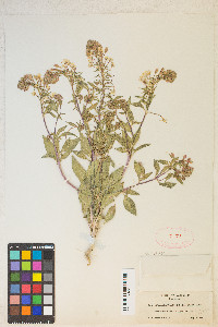 Eremothera boothii var. alyssoides image