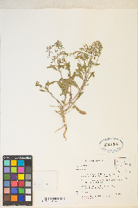 Eremothera boothii var. alyssoides image