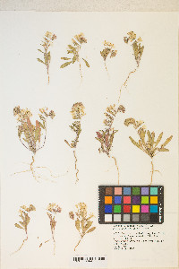 Eremothera boothii image