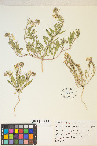 Eremothera boothii image