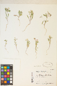 Eremothera boothii image