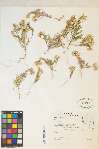 Eremothera boothii var. alyssoides image