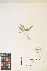 Eremothera boothii image