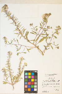 Eremothera boothii image