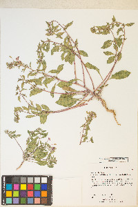 Eremothera boothii image