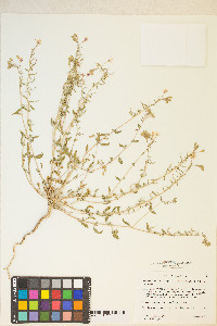 Eremothera boothii image